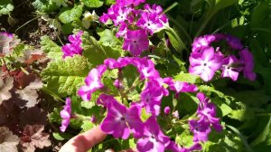 Цветы мая/Самые неприхотливые многолетники в моем саду- примулы, купена и другие