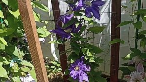 Клематис Даниель Деронда . Clematis Daniel Deronda. Английские сорта клематисов .