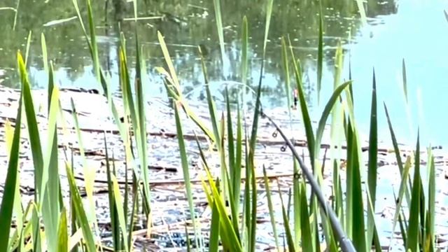 Линь на боковой кивок смотреть онлайн