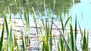 Линь на боковой кивок