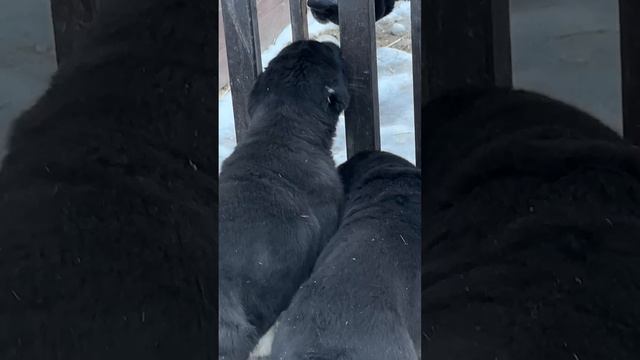 ТЕПЕРЬ Я ПОДГОТОВИЛСЯ К ВСТРЕЧИ С АЛАБАЯМИ смотреть онлайн