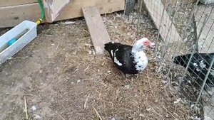 Индоутки. Мускусные утки. Ух, молодежжжж... Небольшая техническая накладка.