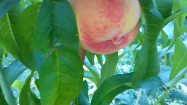 Персик сорт Посол Мира в условиях Черниговщины. смотреть онлайн