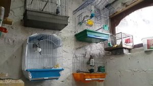 Пенье диких птиц коноплянка реполов щегол зеленушка чечетка