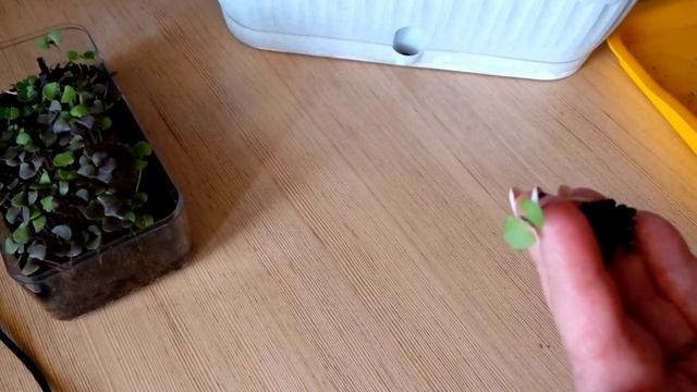 Базилик - это легко и просто ? / Огород на окне - 2018 смотреть онлайн