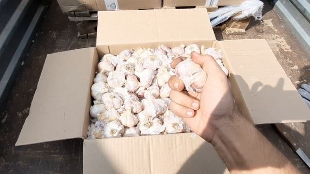 Распаковка чеснока. Сорт Шадейка смотреть онлайн