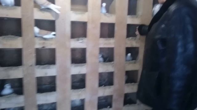 Бакинские голуби - 18 перьев, город Иваново смотреть онлайн