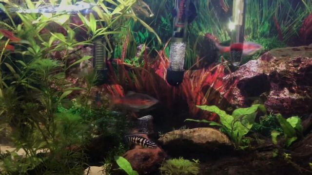 Новости хорошие и не очень. Барбусы и эпиплатисы на нерест. Результат по сомам несколько огорчил... смотреть онлайн