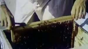 В мире пчел - фильм 1953г.mp4