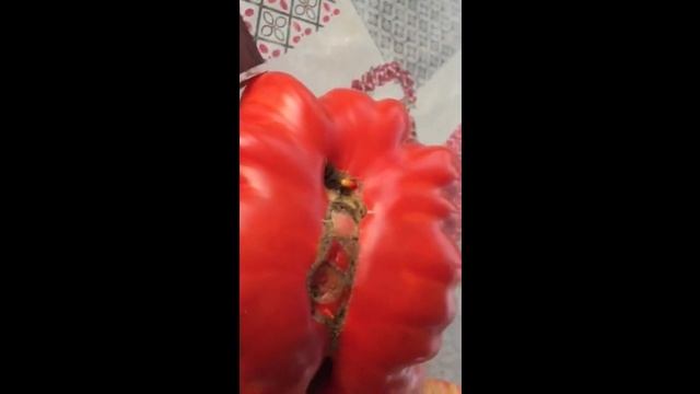 Сеньор - помидор. Супер-сорта томатов с нашего огорода. смотреть онлайн