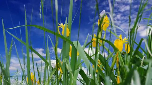 Это ЛУЧШАЯ мелодия до слез, затрагивающая тайник в душе! Отличная музыка Сергей Чекалин смотреть онлайн