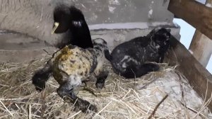 Новорождённые ягнята зимой