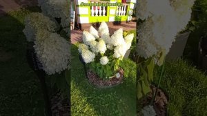 "МЭДЖИКАЛ СВИТ САММЕР" Гортензия Метельчатая #наташинисерёжинсад