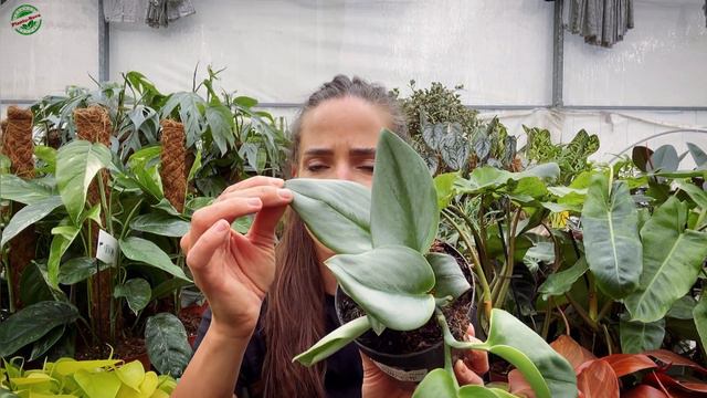 😱Kolekcjonersko-gigantyczna dostawa w PN! Dużo nowych, rzadkich okazów i „mega okazji” cenowych! смотреть онлайн