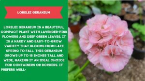 GERANIUM VARIETIES - Plants Weekly