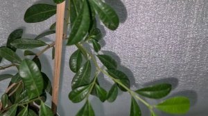 Евгения миртолистная 8 (обрезка)