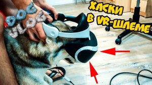 DOGVLOG: ЧТО БУДЕТ ЕСЛИ на ХАСКИ ОДЕТЬ VR-ШЛЕМ? Говорящая собака