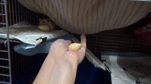 КРЫСАМ вкусняшки! Безопасные и вкусные печенье и пирожки для грызунов