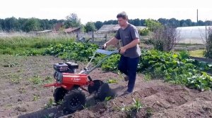 Окучиваем картошку мотоблоком Зубр
