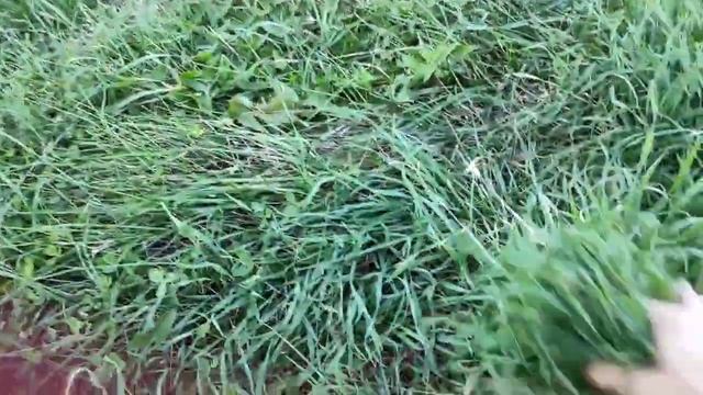 МУСКУСНЫЕ УТЯТА, УТКИ ТЯЖЕЛОЙ ЛИНИИ НЕМЕЦКОЙ СЕЛЕКЦИИ.УТКА СЕЛА НА ГНЕЗДО. ОБЗОР ХОЗЯЙСТВА. смотреть онлайн