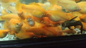Велифера, моллинезия , живородящие рыбки, живородки , molly, velifera red albino