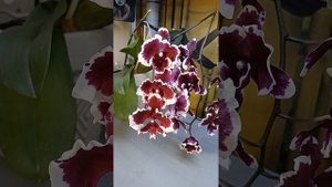 Цветение Phal. Fusheng Black Peacock '5578' (Орхидеи Обнинск)