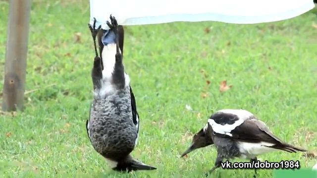 Сварливая жена l Ворона вниз головой l Ворона висит вверх ногами