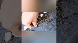 Лилия. Как вырастить очень много, быстро и легко! Из одной луковицы лилии вырастить до 150 лилий!