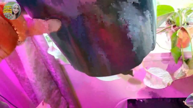 Houseplant tour & Home Depot Houseplant haul 2019 смотреть онлайн