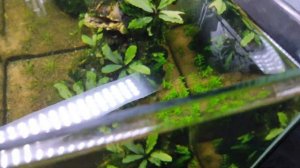 Обзор. Аквариум 20 литров.