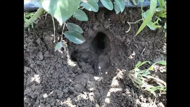 как поймать моль с ловушкой смотреть онлайн