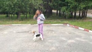 Фокстерьер Тэффи