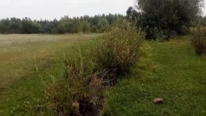 Вот такая  крупная и вкусная облепиха растет возле Байкала .