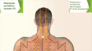 Акупунктурные точки. Учение о меридианах!