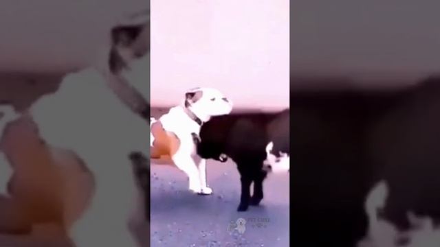 Pitbull said   try touching me lightly ???#xuhuong #funnyanimals #pets  #cat #online #funny #foryou