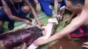 Змея съела человека 18+