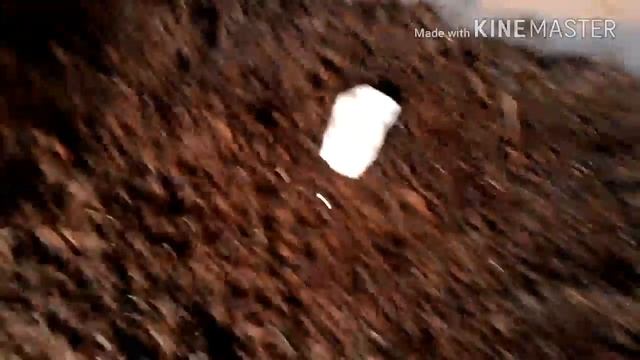 Уход а улиточкой Ахатиной