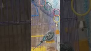 Попугай заболел? Лечение, таблетки. Как ухаживать за заболевшим попугаем?!