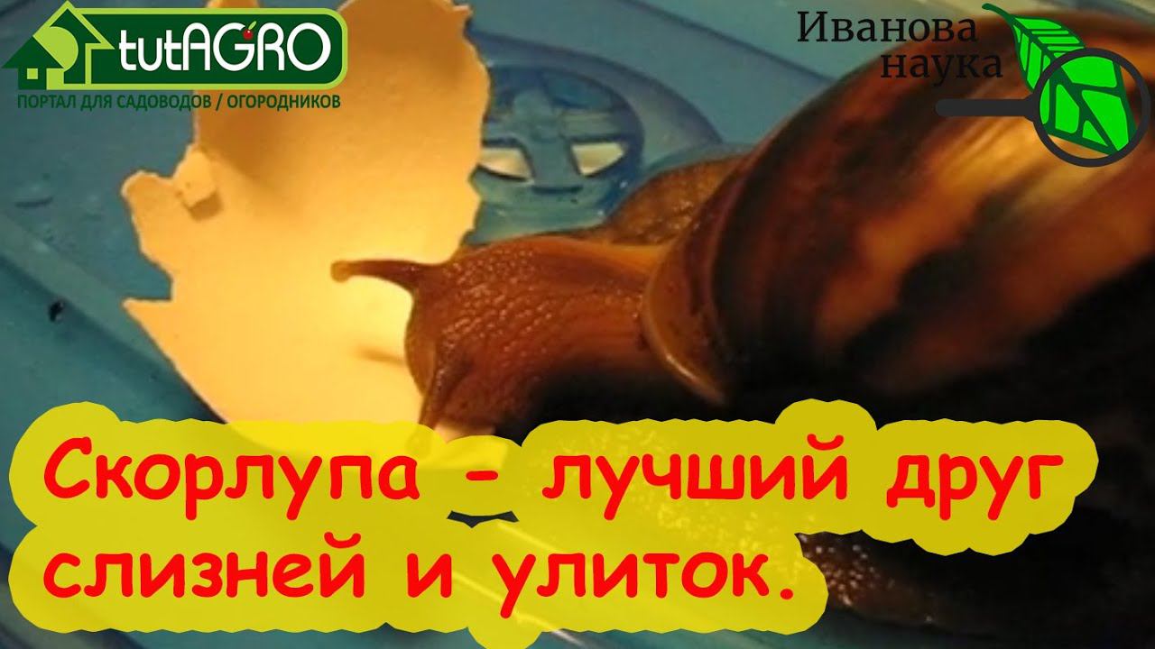 ПОЖАЛУЙСТА, НЕ ИСПОЛЬЗУЙТЕ яичную скорлупу в огороде, посмотрите видео! Скорлупа магнит для слизней.