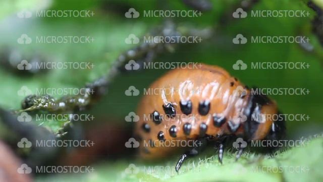 Larva Of Leptinotarsa Decemlineata Eating Potato Leafs. Serious Pest Of Potato. Larva Of Colorado смотреть онлайн