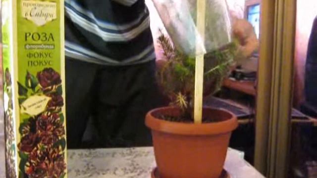Ошибки при хранении хвойных купленных зимой.