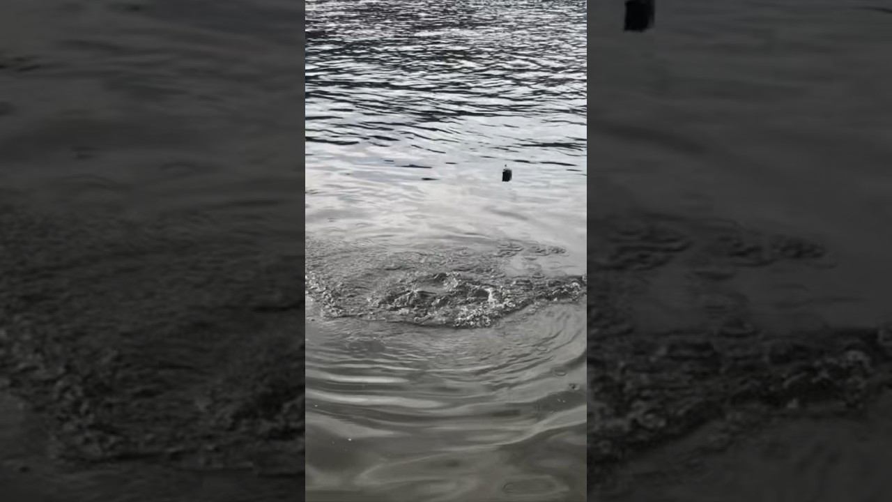 КРУПНЫЙ ЛЕЩ ОСЕНЬЮ на ФИДЕР смотреть онлайн