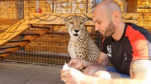 Моем уши гепарду Герде. Cleaning the cheetah's ears Gerda