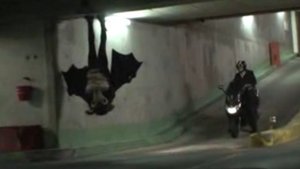 Прикол с летучей мышью. БЭТМАН!