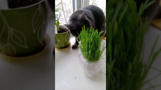 кот vs. кошачья трава смотреть онлайн