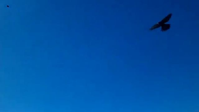 Домбай 2012,птицы ловят хлеб на лету. смотреть онлайн