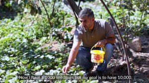 Tigran Gasparyan ,Syunik, Yeghvard, Strawberry greenhouses