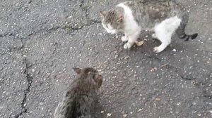 Драка котов