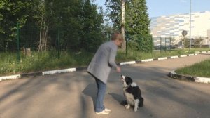 Как успокоить собаку. Паттерн–игры с собакой для снятия возбуждения