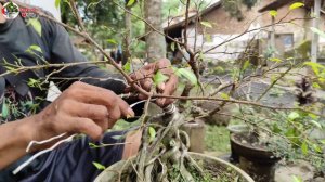 PRUNING BONSAI BERINGIN (Ficus Benjamina) @otocreativ5066